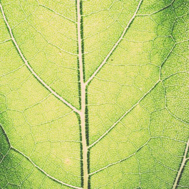 yaprak makro model yeşil - retro, vintage