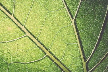 yaprak makro model yeşil - retro, vintage