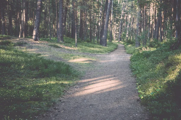 Sendero en el bosque cerca del mar en las dunas - retro, vendimia — Foto de Stock