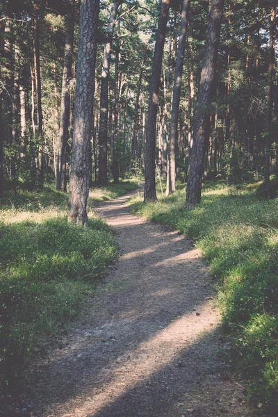 Trilha na floresta perto do mar nas dunas - retro, vintage — Fotografia de Stock