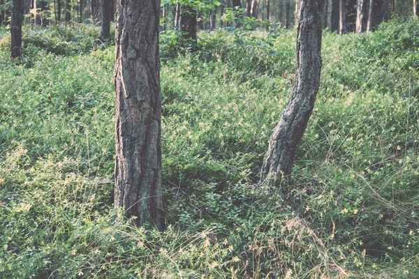 Деревья в лесу у моря - ретро, винтажные — стоковое фото