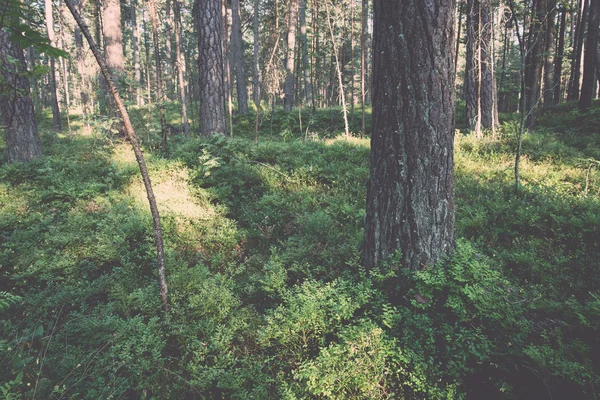 Trees in forest near the sea - retro, vintage — Stock Photo, Image