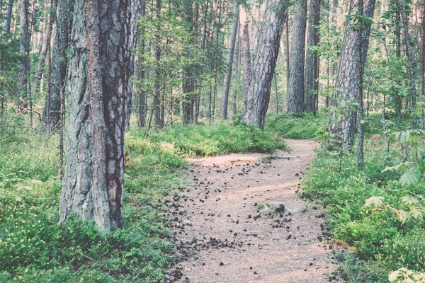 Sendero en el bosque cerca del mar en las dunas - retro, vendimia —  Fotos de Stock