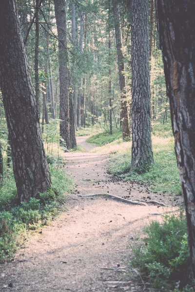 Trilha na floresta perto do mar nas dunas - retro, vintage — Fotografia de Stock