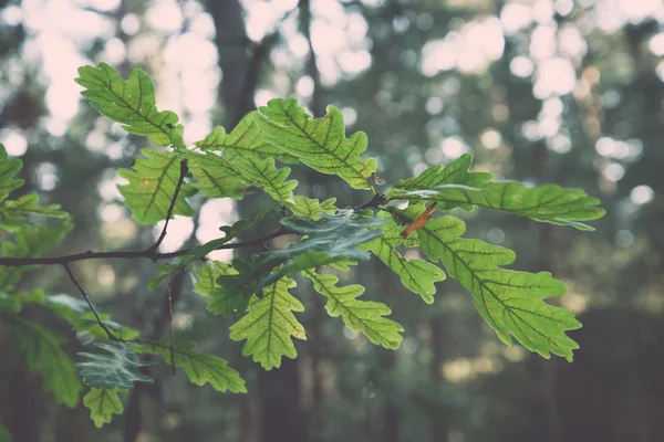 樫の木葉にぼかした背景に-レトロ、ヴィンテージ — ストック写真