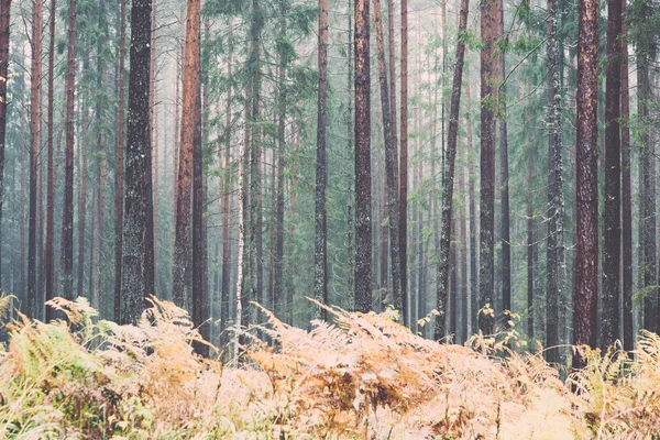 Лесные деревья осеннего цвета в сельской местности - ретро, винтажные — стоковое фото