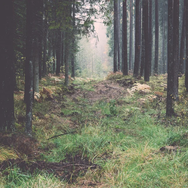 Forest trees in autumn colors in countryside - retro, vintage — Stock Photo, Image