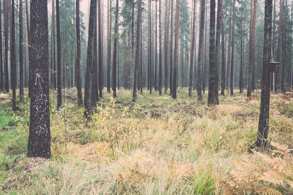 Bos bomen in de herfst kleuren in countryside - retro, vintage — Stockfoto