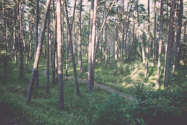 빈티지-레트로, 언덕에 바다 근처의 숲에서 트레일 — 스톡 사진