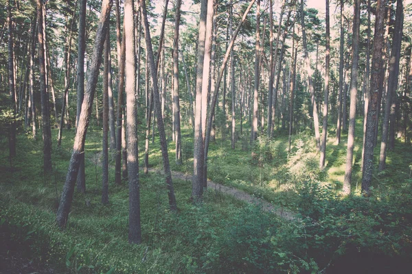 Wanderweg im Wald am Meer in den Dünen - Retro, Vintage — Stockfoto