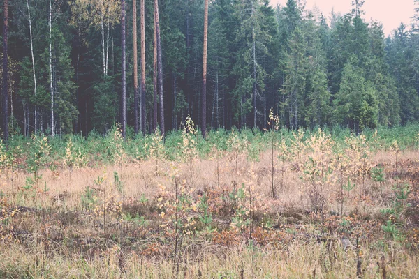 Waldbäume in Herbstfarben auf dem Land - Retro, Jahrgang — Stockfoto