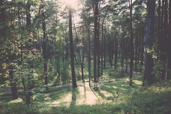 Wanderweg im Wald am Meer in den Dünen - Retro, Vintage — Stockfoto