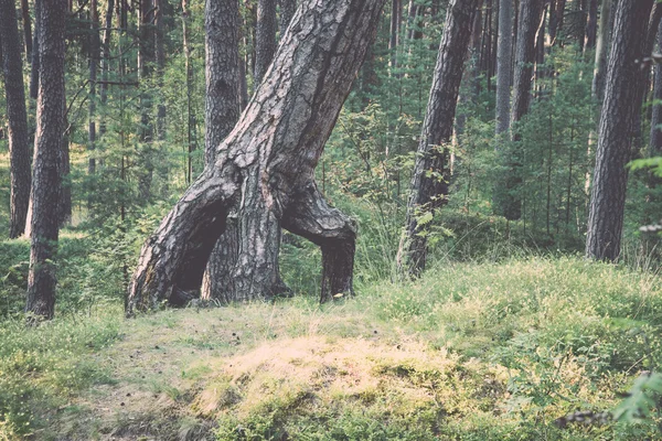Träd i skogen nära havet - retro, vintage — Stockfoto