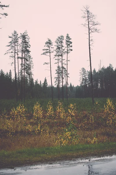 forest trees in autumn colors in countryside - retro, vintage