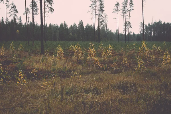 Bos bomen in de herfst kleuren in countryside - retro, vintage — Stockfoto
