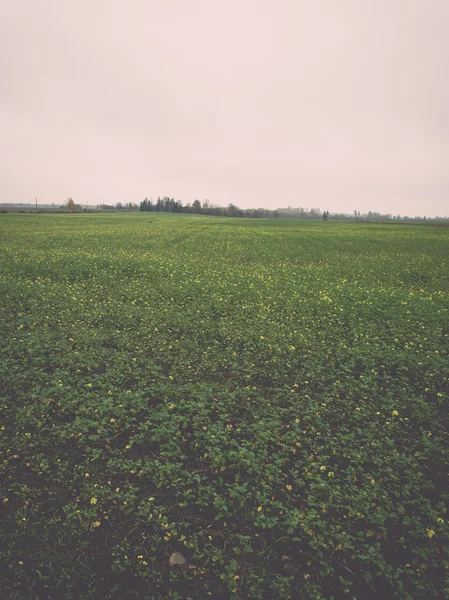 Campo verde com árvores no país - retro, vintage — Fotografia de Stock