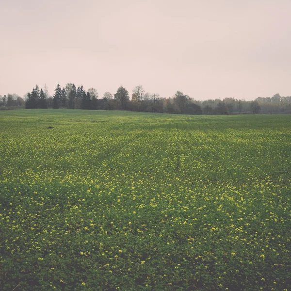 Зеленое поле с деревьями в стране - ретро, винтаж — стоковое фото