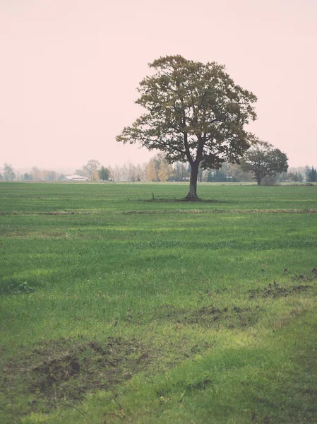 Green field with trees in the country - retro, vintage — Stock Photo, Image