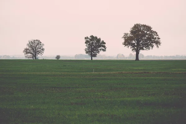 Πράσινο χωράφι με δέντρα στη χώρα - ρετρό, vintage — Φωτογραφία Αρχείου