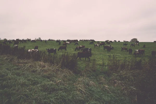 Πράσινο χωράφι με αγελάδες της χώρας - ρετρό, vintage — Φωτογραφία Αρχείου