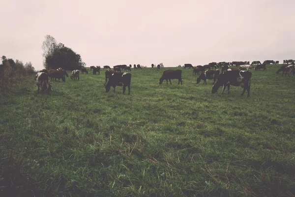 Campo verde con vacas en el país - retro, vendimia —  Fotos de Stock