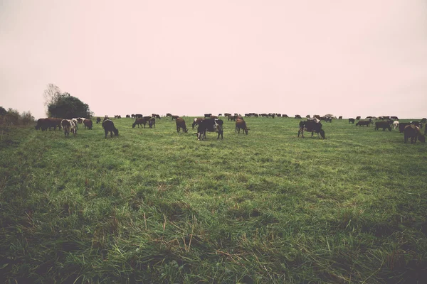 Campo verde com vacas no país - retro, vintage — Fotografia de Stock