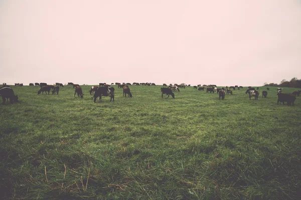 Green field with cows in the country - retro, vintage — Stock Photo, Image