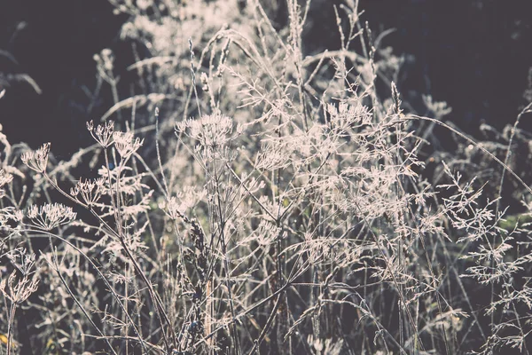 First winter frost in the country - retro, vintage — Stock Photo, Image