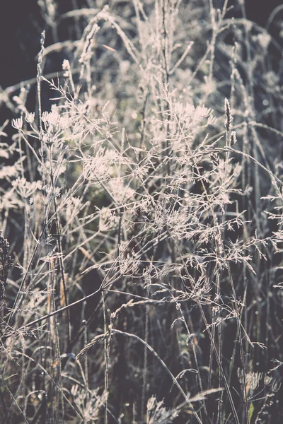 First winter frost in the country - retro, vintage — Stock Photo, Image