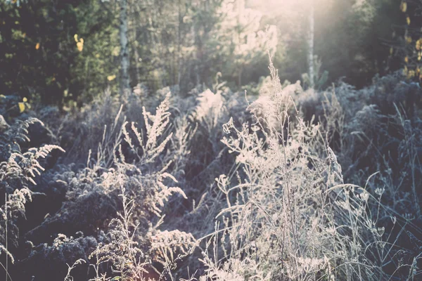 Eerste winter vorst in het land - retro, vintage — Stockfoto