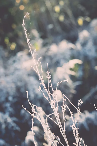 First winter frost in the country - retro, vintage — Stock Photo, Image