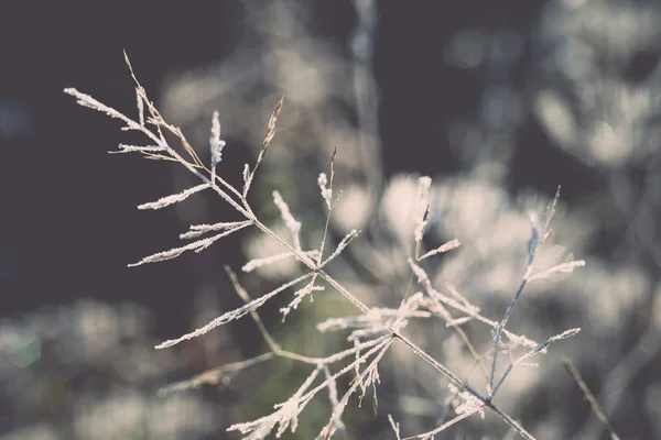 Primeira geada de inverno no país - retro, vintage — Fotografia de Stock