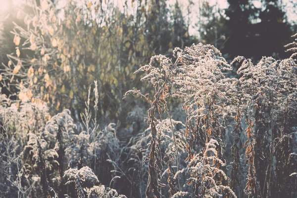 First winter frost in the country - retro, vintage — Stock Photo, Image