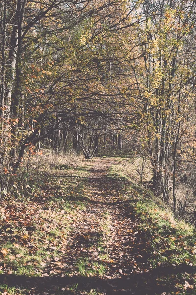 Podzimní barevné turistická stezka v lese - retro a vintage — Stock fotografie