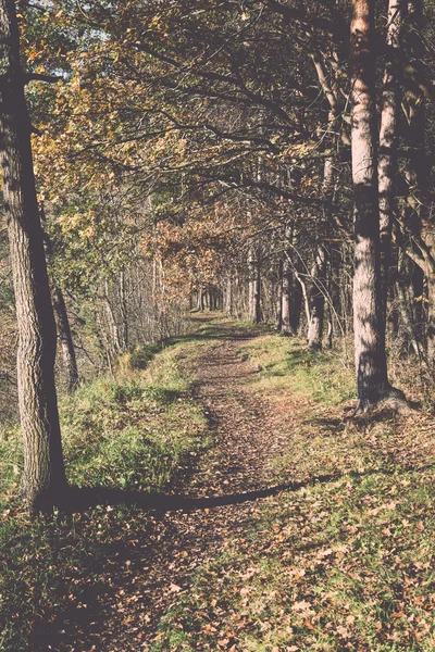 Podzimní barevné turistická stezka v lese - retro a vintage — Stock fotografie