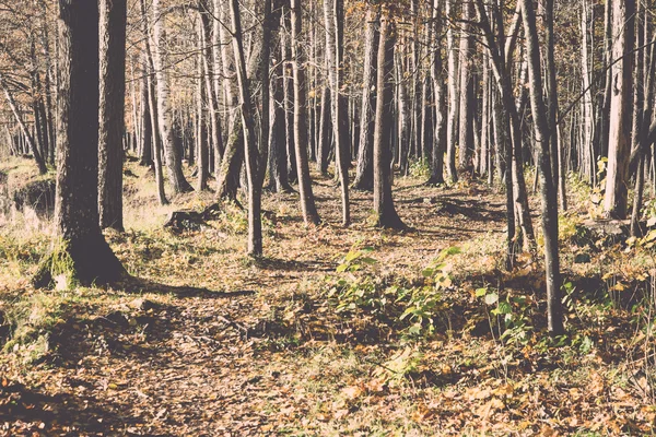 Sonbahar renkli Turizm trail ormanda - retro, vintage — Stok fotoğraf