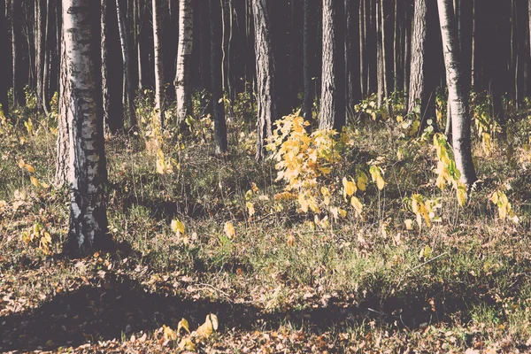 Autumn colored tourism trail in the woods - retro, vintage — Stock Photo, Image