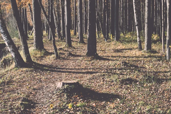 Осінній кольоровий туристичний шлях у лісі ретро, вінтажний — стокове фото
