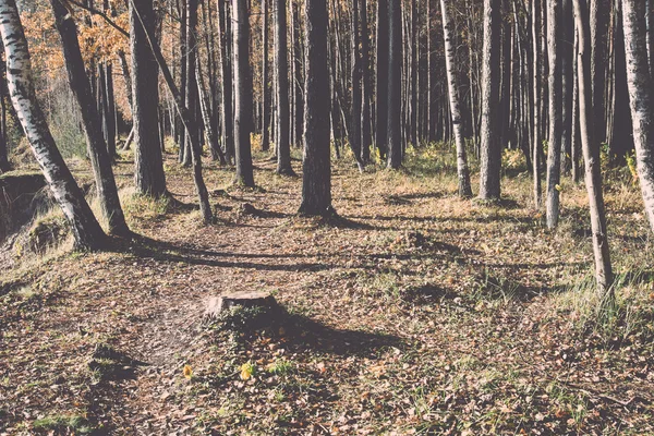 Podzimní barevné turistická stezka v lese - retro a vintage — Stock fotografie