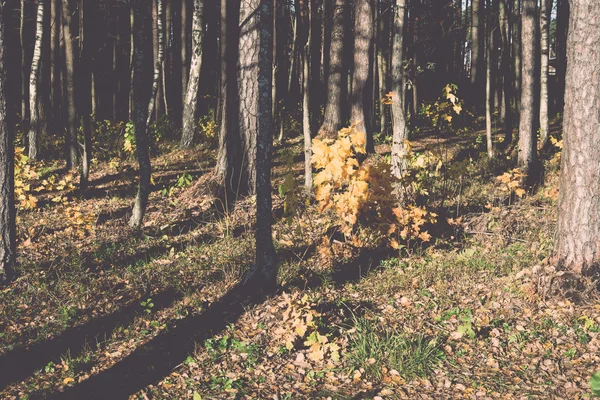 Sendero turístico de color otoño en el bosque - retro, vendimia — Foto de Stock