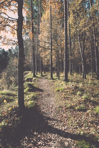 Podzimní barevné turistická stezka v lese - retro a vintage — Stock fotografie