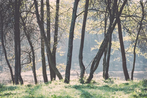 Яскраво-зелений парк пейзаж з сонячними променями і тінями ретро, v — стокове фото