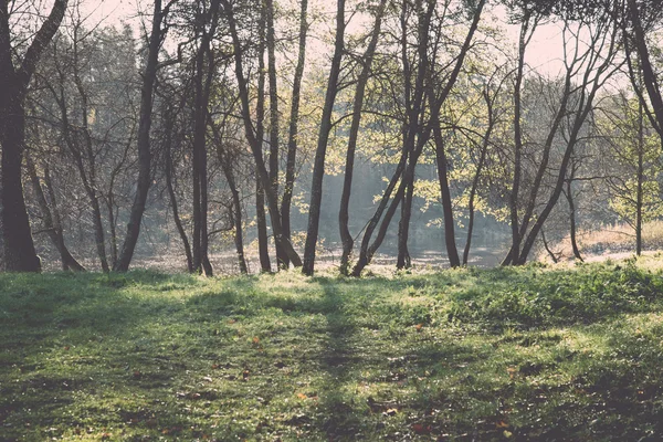 Güneş ışınları ve gölgeler - retro, v ile parlak yeşil park peyzaj — Stok fotoğraf