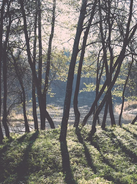 Verde brillante paesaggio parco con raggi di sole e ombre - retro, v — Foto Stock