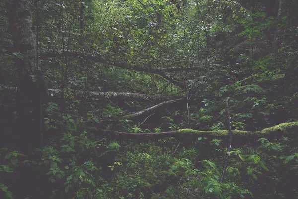 Bäume im grünen Wald mit Moos und Herbstfarben - retro, vinta — Stockfoto