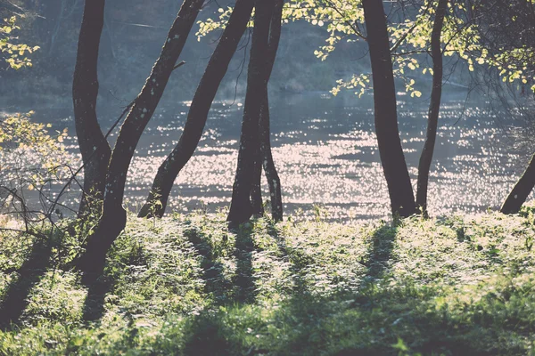 Jasny zielony park krajobraz słońce promienie i cienie - retro, v — Zdjęcie stockowe