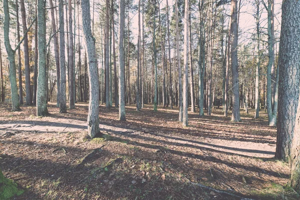 Jesienią kolorowe turystyka szlak w lesie - retro, vintage — Zdjęcie stockowe