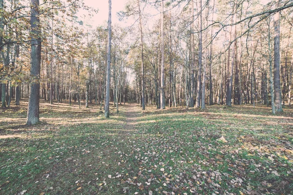 Syksyn värillinen matkailupolku metsässä - retro, vintage — kuvapankkivalokuva