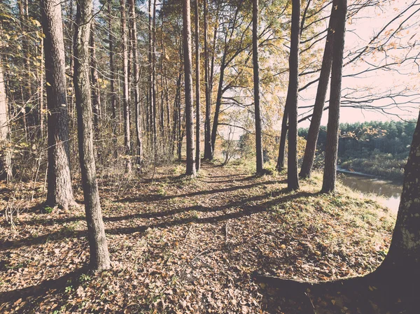 Podzimní barevné turistická stezka v lese - retro a vintage — Stock fotografie