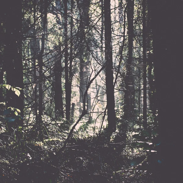 Forest road with sun rays in the morning - retro, vintage — Stock Photo, Image